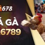 Đá gà 678 – Đấu trường đá gà Thomo hấp dẫn nhất hiện nay