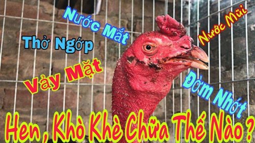 Những cách trị gà đá bị khò khè hiệu quả được giới sư kê tin dùng