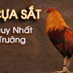 Daga68 – Trang chuyên cung cấp các trận đá gà đỉnh cao