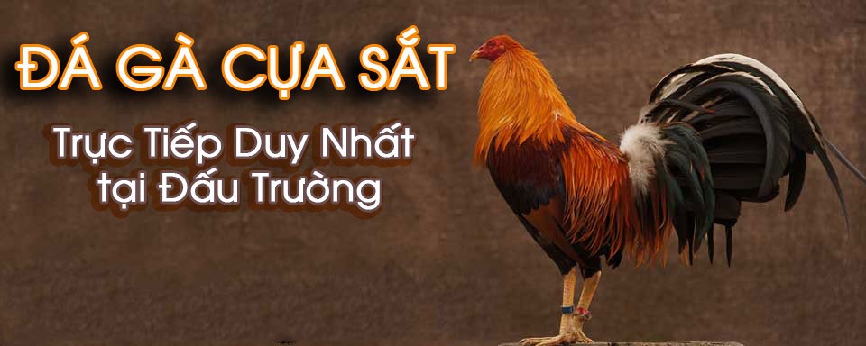 Đá gà cựa sắt là kiểu đá gà nhiều trận