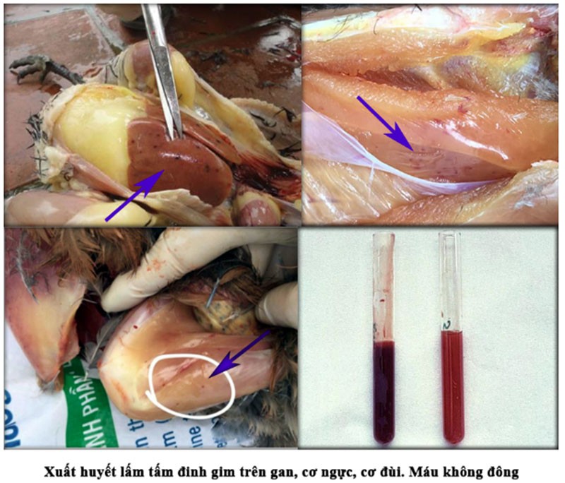 Ký sinh trùng nội sinh ảnh hưởng rất lớn đến sức khỏe của gà