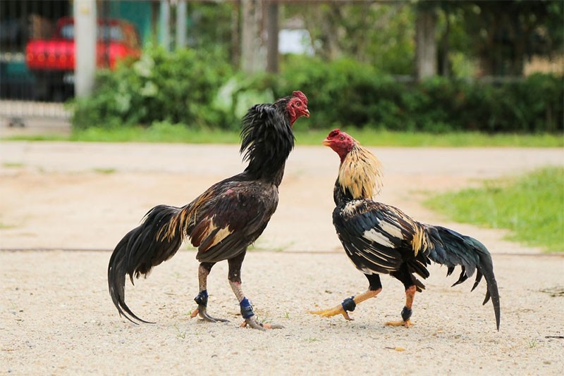 Lai gà đá có cựa như thế nào?