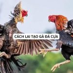 Cách lai tạo gà đá cựa như thế nào là chuẩn nhất?