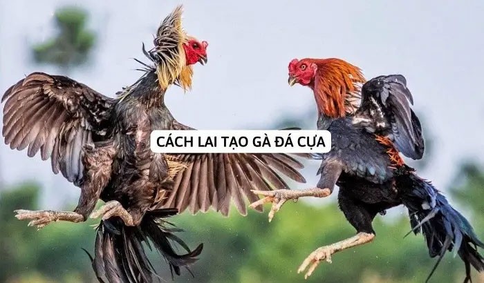 Một số dòng gà chọi thường được lai với nhau