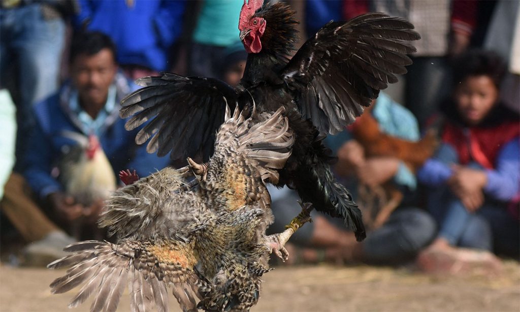 Giới thiệu đôi nét về Chợ Tốt gà đá Trà Vinh