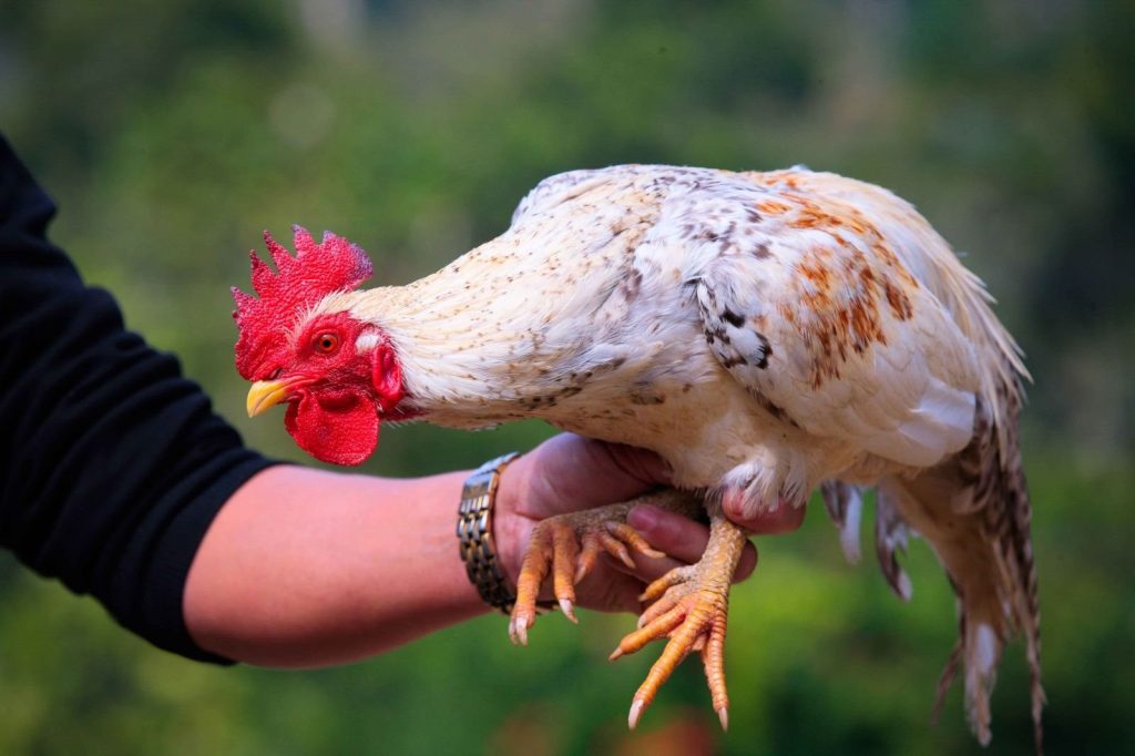 Gà đá chân cua có các ngón chân khoèo sang 2 bên hay cong queo giống cẳng cua