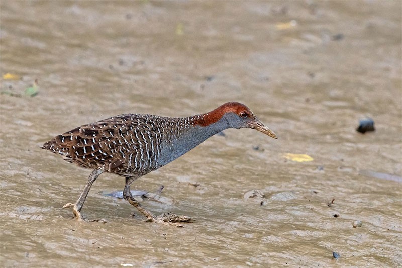 Hình ảnh Gà nước vằn (Gallirallus striatus)