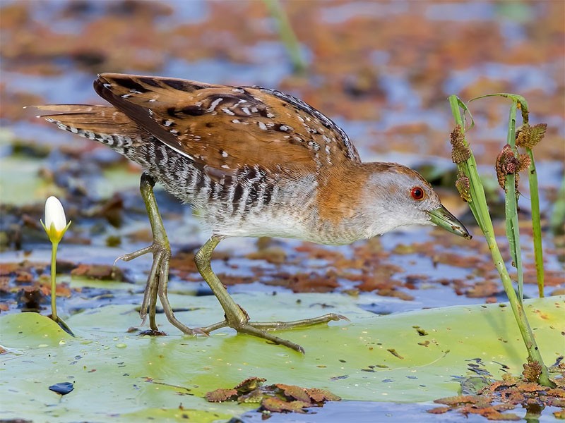 Hình ảnh loài Cuốc lùn (Porzana pusilla)