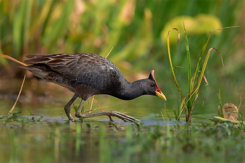 Hình ảnh loài Gà đồng (Gallicrex cinerea)