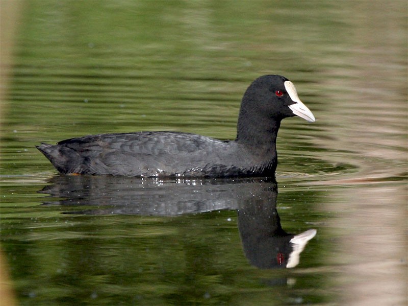 Hình ảnh loài Sâm cầm (Fulica atra)