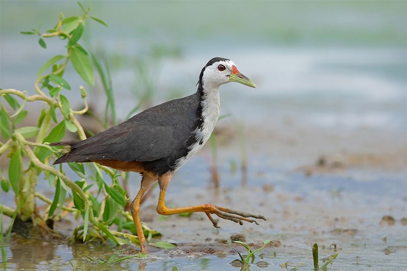 Hình ảnh loài Cuốc ngực trắng (Amaurornis phoenicurus)