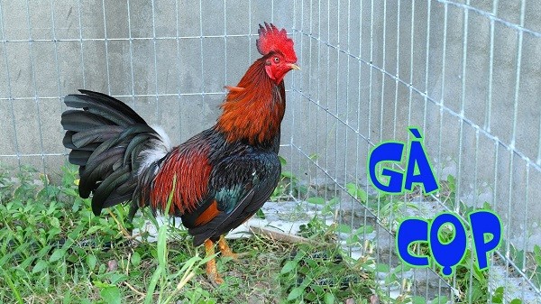 Gà cọp có kích thước lớn, hình thể mạnh mẽ, đặc biệt bộ lông giống cọp