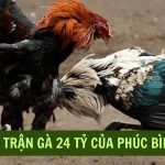 Trận đá gà 24 tỷ – Trận đấu chấn động trong giới chọi gà Việt